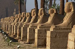 Sphinx: EGYPT. TEMPLE OF LUXOR. Avenue of the Sphinxes