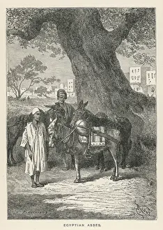 Sometimes: Egyptian Asses