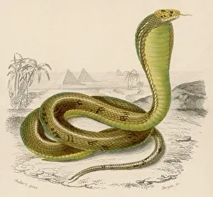 Naja: Egyptian Cobra