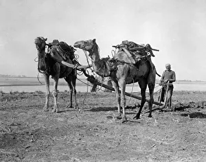EGYPTIAN FARMING 1930S