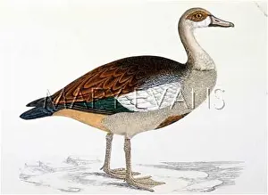 Aegyptiaca: EGYPTIAN GOOSE