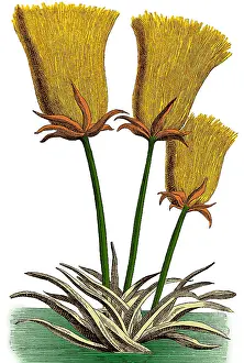 Monocot: Egyptian Papyrus