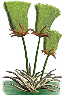 Monocot: Egyptian Papyrus