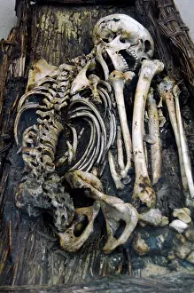 Buried: Egyptian skeleton