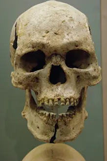 Tooth: Egyptian skull