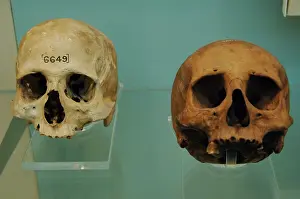 Xxvi: Egyptian skulls