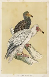 Neophron: EGYPTIAN VULTURE