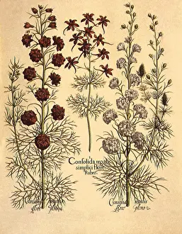 Regalis: Eich, Consolida regalis