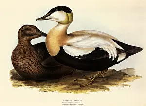 Somateria: Eider Dick, Somateria mollissima