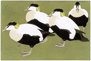 Eider: Eider Ducks