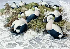 Binns: Eider Island - eider ducks on rocks