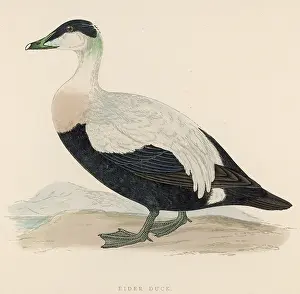 Somateria: EIDER (MORRIS)