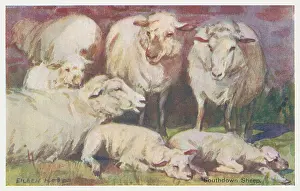 Southdown: Sheep