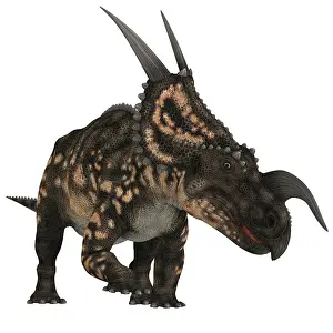 Ceratopsian: Einiosaurus dinosaur