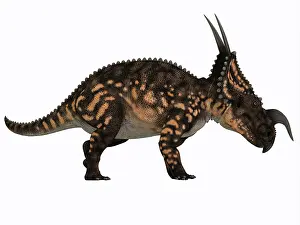 Ceratopsian: Einiosaurus dinosaur, side view
