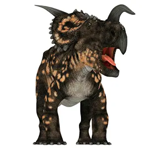 Ceratopsian: Einiosaurus dinosaur, front view