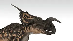 Einiosaurus: Einiosaurus dinosaur, white background