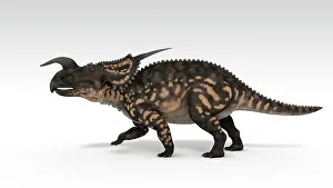 Einiosaurus: Einiosaurus dinosaur, white background