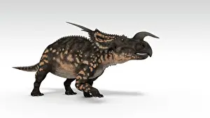Einiosaurus: Einiosaurus dinosaur, white background