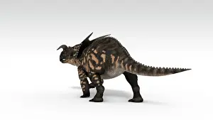 Einiosaurus: Einiosaurus dinosaur, white background