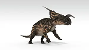 Einiosaurus: Einiosaurus dinosaur, white background