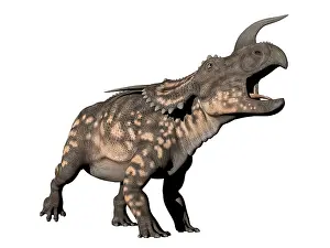 Einiosaurus: Einiosaurus dinosaur, white background