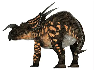 Ceratopsian: Einiosaurus dinosaur, white background