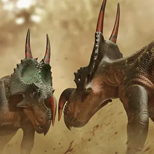 Ceratopsia: Two Einiosaurus dinosaurs fighting