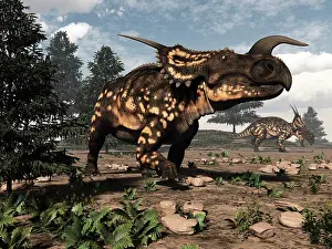 Einiosaurus: Two Einiosaurus dinosaurs walking in the desert