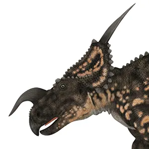 Ceratopsian: Einiosaurus portrait