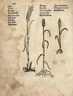 Lonicer: Einkorn wheat, Triticum monococcum, rye, Secale