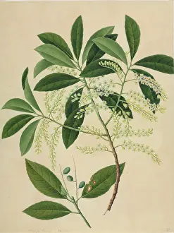 Fabidae: Elaeocarpus sp