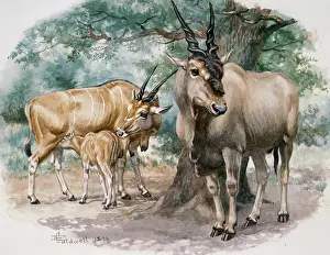 Taurotragus: Eland, 1896