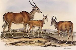 Towering: Eland