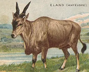 Eland: Eland Antelope