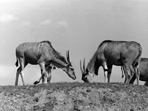 Antelopes: ELAND ANTELOPES