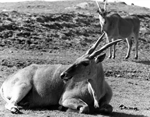 Antelopes: ELAND ANTELOPES