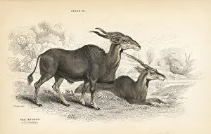 Oryx: Eland, Taurotragus oryx