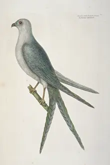 Accipitridae: Elanoides forficatus, swallow-tailed kite