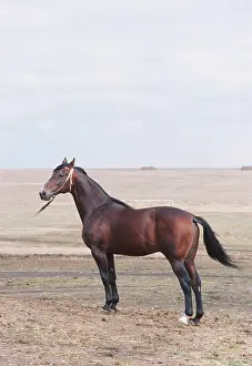 Oblast: Elansky stud farm of Samoilovka district