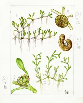 Westwood: Elantine hydropiper - eight- stamen waterwort