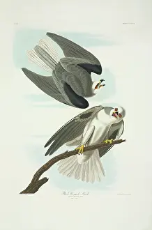 Mobbing: Elanus caeruleus, black-winged kite