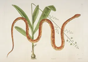 Mays: Elaphe guttata, corn snake