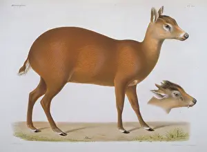 Tufted: Elaphodus cephalophus, tufted deer