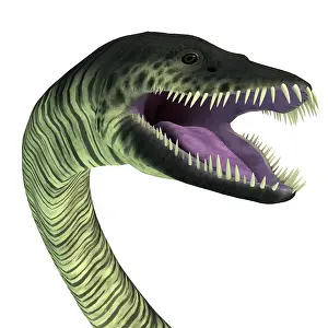 Loch: Elasmosaurus aqautic reptile head