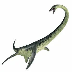 Loch: Elasmosaurus aquatic reptile