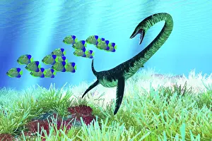 Plesiosaur: An Elasmosaurus hunting a school of royal angelfish