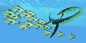 Elasmosaurid: An Elasmosaurus hunts a school of bocaccio fish