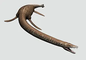 Loch: Elasmosaurus isolated on a white background
