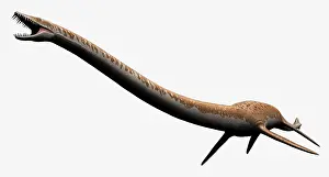 Loch: Elasmosaurus isolated on a white background